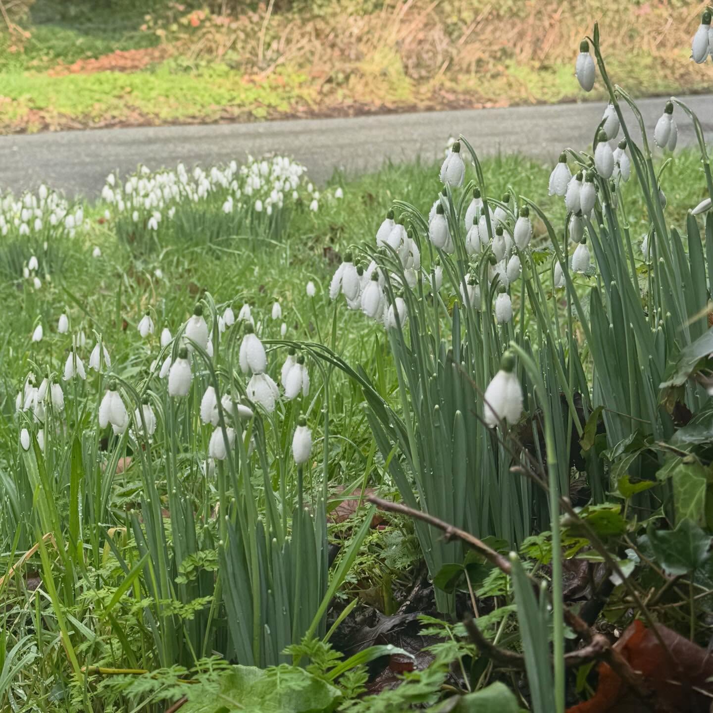After the storm…..
So grateful for the little spring moments of joy in nature after Storm Chandra swept across our town and county 🌿
The rivers are fast flowing & swollen, meadows in flood with so much water, major roads closed, buildings, homes & businesses flooded 🌿
We are safe ~ thank you for your messages and checking in 🤎
#findbeauty #natureisbeautiful #galanthus #snowdropseason #staysafe