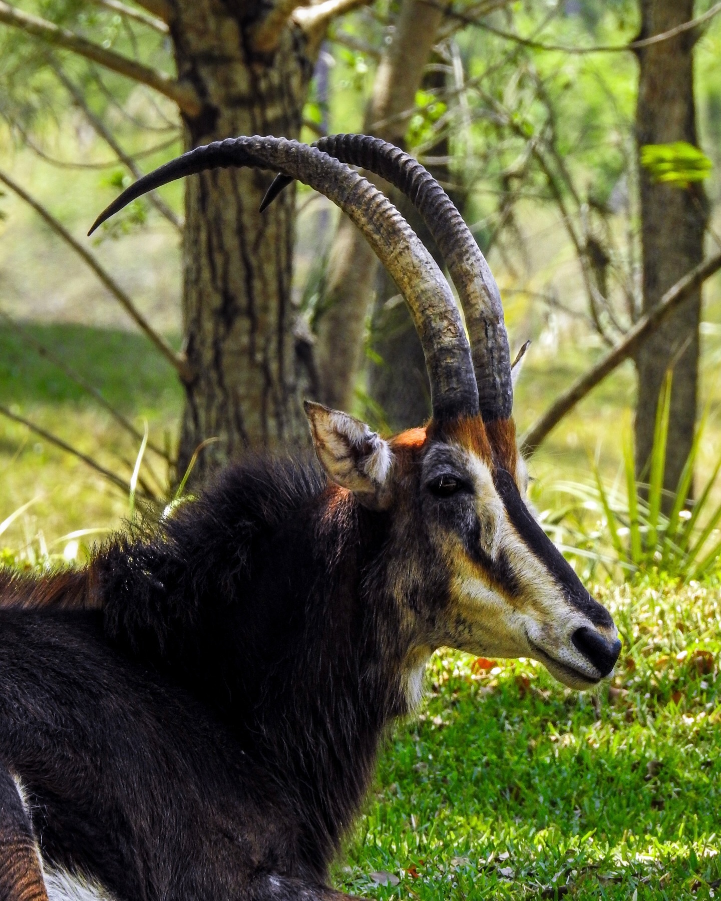 Majestically Bold 🍃
.
📷: Nikon P900
.
.
JM Lens Caps
.
.
.
#Nikon #NikonP900 #JMLensCaps #photography #SableAntelope #RingedHorns #ZooMiami #Zoo #AnimalConservation #Explore #photooftheday #SouthFloridaPhotography #ZooPhotography #SouthFlorida #Miami #Florida #nature #NikonPhotography #lightroom