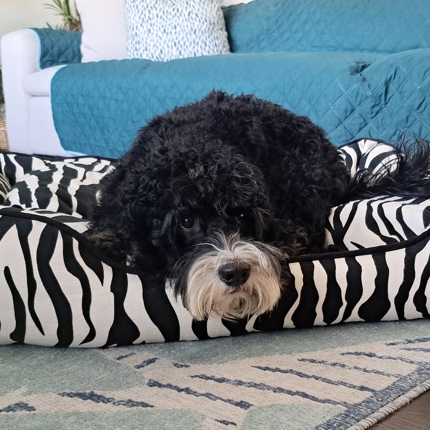 A dog wags it's tail with it's heart.