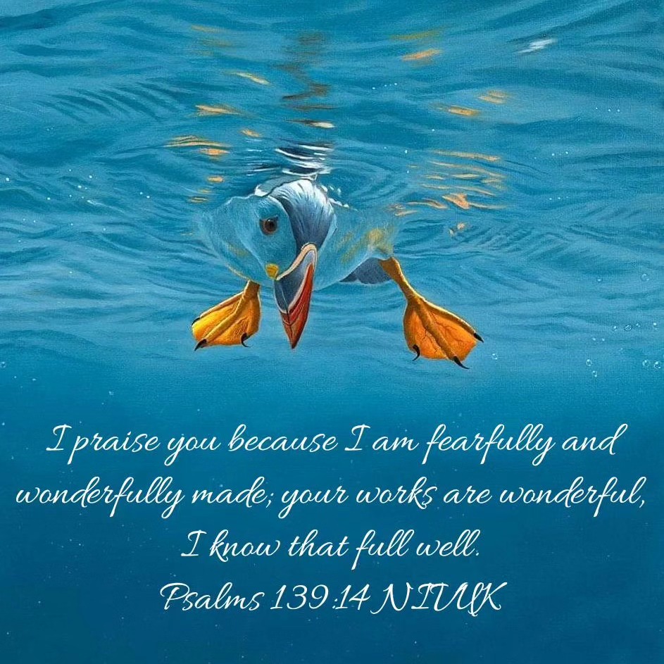 This image by David Millar made me feel I was in the water, floating gently as the puffin popped her head down below the surface to say hello. Such attention to detail, by the artist painting her, and by Almighty God who designed and created her. Created me. Created you. We are all fearfully and wonderfully made...