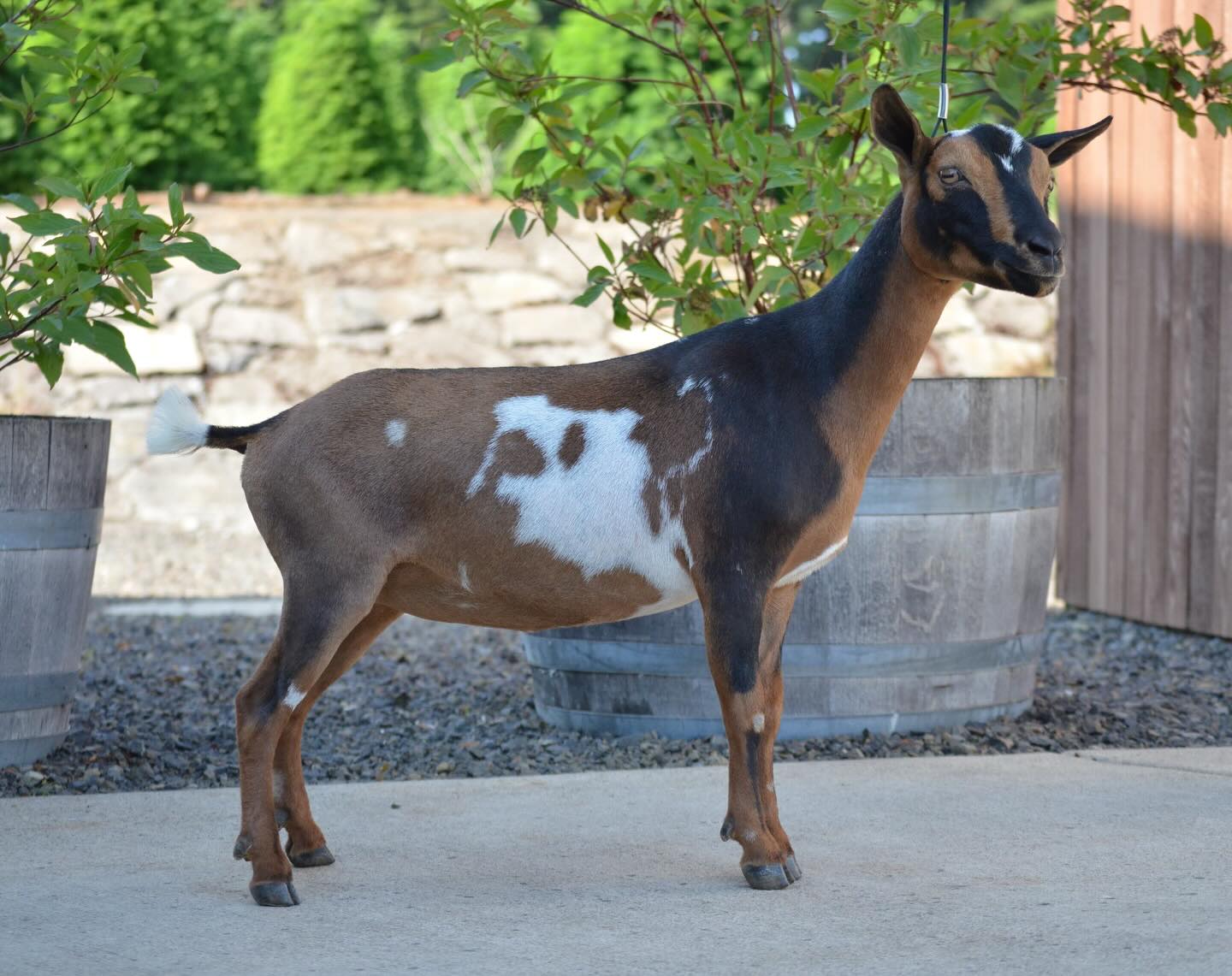 Upcoming FF —> Jessie !
✨Rockin JF Ride Like The Wind 🐎 ✨
Trixie’s sister! We initially sold her to keep our “keeper doe” count low in 2024, but when we got the option to buy Jessie back… it was an immediate yes! We will always welcome any goat back into our herd that is born here 💞
Winnie’s litter theme in 2024 was Toy Story, so she is named after the saying that the character, Jessie, says in the film! Jessie is another kid out of Hanson Hideaway BR Mr. Pibb *B and we are so excited to see her freshen this year with her sister! Stay tuned!
🏆Show Highlights:
• Jessie hasn’t received any ADGA ribbons, but she spent all last year as a dry yearling gaining experience in the show ring!
🐐Pedigree Notes:
Jessie’s Sire, Hanson Hideaway BR Mr. Pibb *B, will have his first kids be freshening this year—including her!
🌟Looking Ahead:
Jessie and her sister, Trixie, will be compared to each other after they freshen and MAY be selling one of them… we try to maintain a small herd, so cuts are necessary, but we love them so much!
Go check out her pedigree at https://www.rockin-j-farm.com/jessie 🧬
#adga #4h #farmlife #homestead #nigeriandwarfgoats