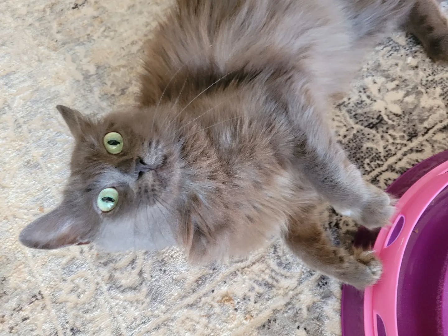 Looking after Miss Stella Blue this week!
