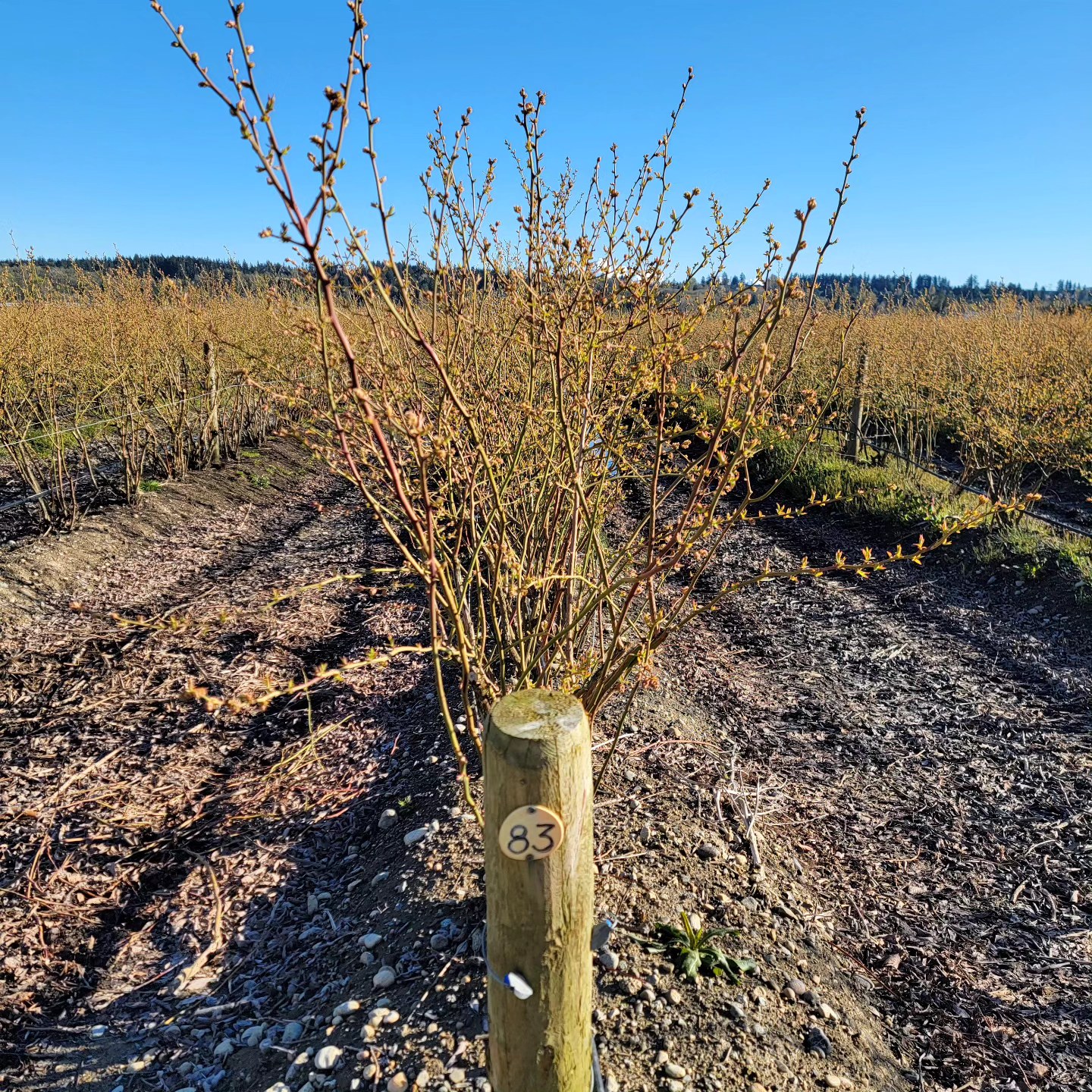 With spring just around the corner, we can't wait for more beautiful weather like this!
.
.
.
#Maskeenfarms #Farm #Blueberries #BlueberryFarm #Canada #Vancouver #BritishColumbia #Berries #Surrey #Fruit #Outdoors #Active #Fitness #Healthy #Spring #Winter #Summer #BeautifulBC #Instagram #Love #Instagood #Duke #Blue