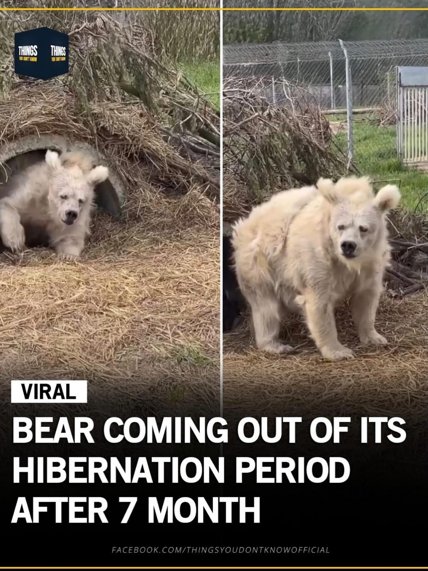 After spending seven months in hibernation, Chada, a Himalayan brown bear living in a sanctuary in Ukraine, was captured on camera slowly emerging from her den. The footage shows the careful, almost uncertain steps of an animal re entering the world after a long winter sleep.
Hibernation allows bears to conserve energy during harsh months, slowing their metabolism and living off stored fat. Waking up is not sudden. It is a gradual return to movement, balance, and awareness. #funny #cute #bear