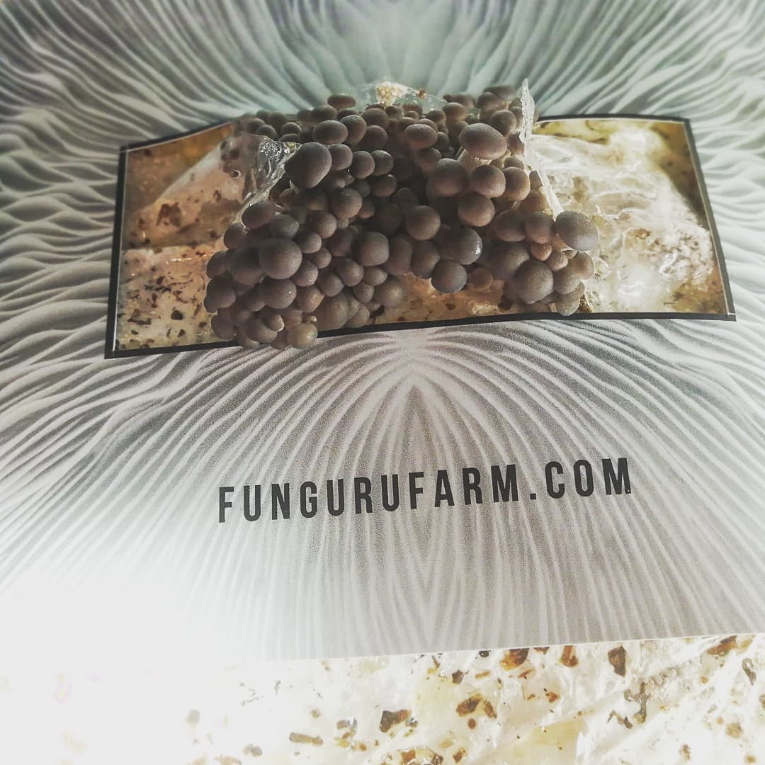 Oyster babies #r&d #mushroomcultivation #mushroomgrowing #mushroomfarm #mushroomsofinstagram #mushlove #mushrooms #fungilove #fungilove #mycology #mycelium #Pleurotusostreatus #growbag #growyourownfood #hampshire #england #unitedkingdom