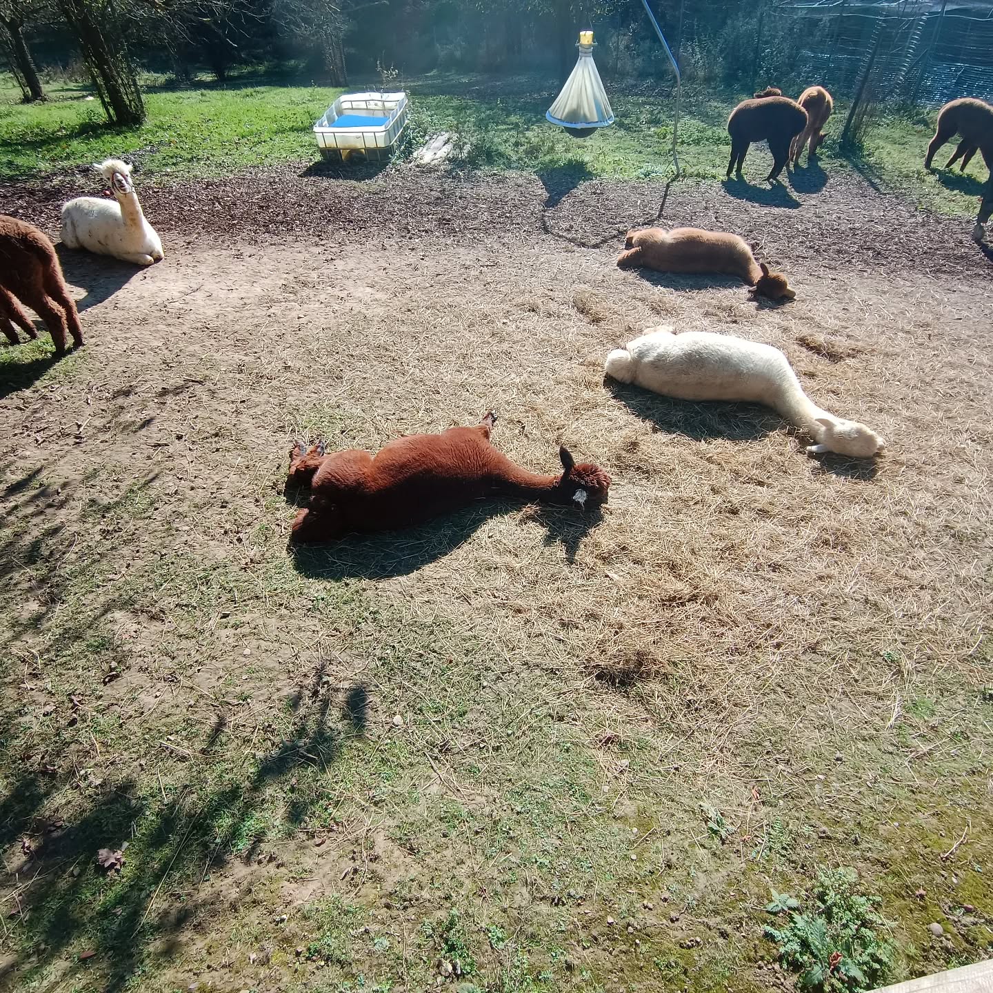 Nach getaner Arbeit wird bei den @obstwiesen.alpakas erstmal ordentlich gechillt! 😀🦙❤️
#obstwiesenalpakas #pepperdasobstwiesenalpaka #alpaka #chillen #sonnenschein #faulenzen #badmünstereifel #ahrtal #bmehöhengebiet #alpaca #alpakasofinstagram #alpacasofinstagram #köln #cologne #bonn #koblenz #kreiseuskirchen #euskirchen