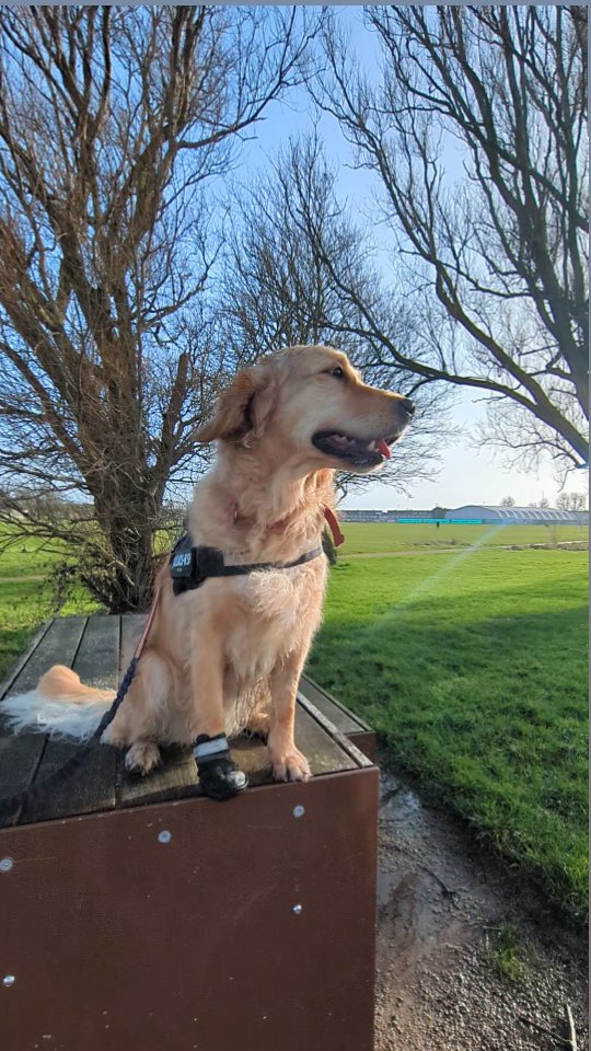 Nina loves to climb up high, these Benches are perfect. But she does get a superiority complex when up there.
While Nina is reduced to on lead walks, due to a ripped nail that is struggling to heal, we're working to engage her brain, and muscles in a safe way.