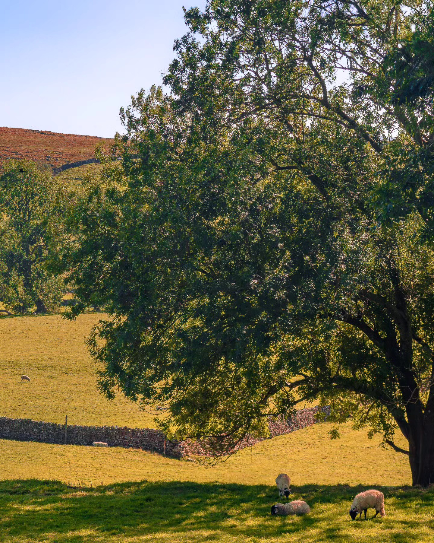 ๐ณ big tree ๐ค field of sheep ๐
