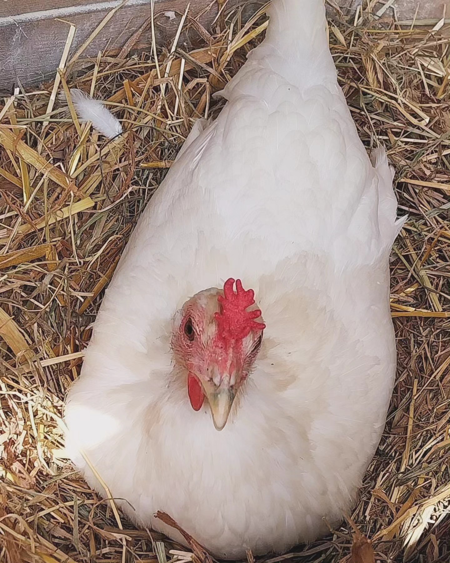 So eine hübsche Sizilianische Kronenkamm Henne! Danke für das Foto Stefanie. 🐣🥰
_____________________________________________
𝗩𝗲𝗿𝗳ü𝗴𝗯𝗮𝗿: Bruteier 🥚, Küken 🐥, Junghennen 🐓
𝘄𝘄𝘄.𝗯𝗿𝗼𝗵𝗼𝗹𝗺𝗲𝗿-𝘇𝘂𝗰𝗵𝘁.𝗰𝗼𝗺/sizilianischekronenkaemme
Instagram & TikTok @huehnerwelt_rauch
Facebook @rauchs_huehnerwelt
_____________________________________________
Liebe Grüße
Euer Gabriel Rauch von Rauchs Tierwelt
#gallinasiciliana #sicilianbuttercup #hühnermitnamen #hühnerstall #kükenaufzucht #junghennen #rarechickenbreeds #rarechickens #petrooster #petchickens #haustiere #bruteier #hatchingeggs #Rauchshuehnerwelt #rassehühner #backyardpoultry #chickenlove #küken #kure #poulet #pollitos #heritagepoultry #курица #piščanci #pilice #pollo #kippen #kip #kurczak #hühnerparadies