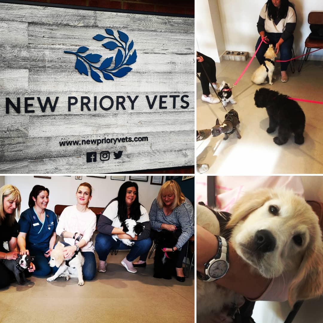 Was delighted to help Michelle at @newprioryvets in Peacehaven yesterday with their puppy class. I will be attending the last week of every course to discuss puppy behaviour and how to prevent behaviour problems. Such a great bunch of puppies and owners, looking forward to the next one.
#newprioryvets #brightonvets#peacehaven #brightonandhovedogs #puppybehaviour #puppysofbrighton #puppyschoolbrighton #puppyschool #puppysocilisation #puppytraining #preventingbehaviourproblemsinpups #educatingowners #vets #vetpracticesussex #eastsussexpuppies #puppiesofinsta