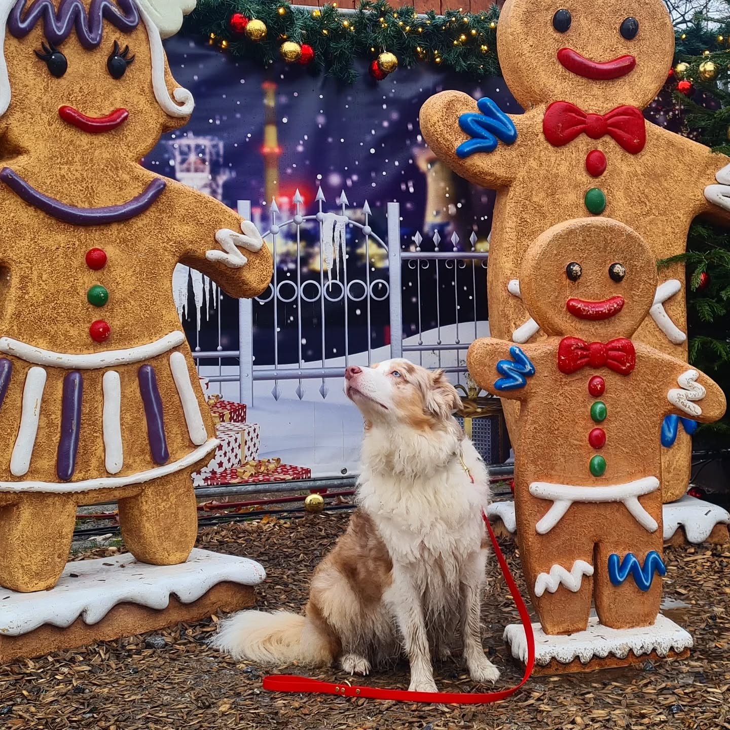 ✨️XMAS Together✨️
🎄✨ Wir hoffen, ihr hattet wundervolle Feiertage voller Liebe, Geborgenheit und wertvoller gemeinsamer Zeit! ✨❤️
Klar, Geschenke und leckeres Essen gehören dazu – aber die echten Highlights sind doch die Momente, die unser Herz berühren und uns näher zusammenbringen. 🐾💫
WAS IST EUCH AN WEIHNACHTEN WICHTIG?
#Weihnachten #gemeinsamezeit #xmastogether #Liebe #liebeistdasschönstegeschenk #besinnlichezeit #besinnlicheweihnachten #aussiesofinstagram #aussiliebe #wunschleinen