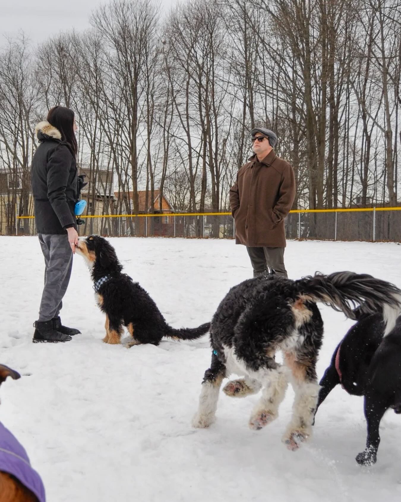 Watching a dog understand is pure magic. ๐พ๐ซ#WagWithWilliam #FearFreeTraining #PositiveReinforcement