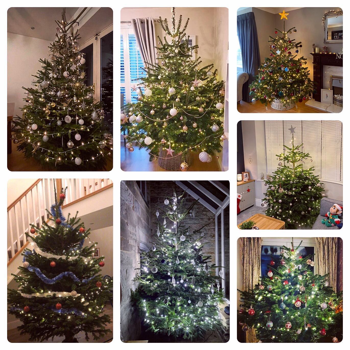 Open EVERYDAY whilst stocks last. Weekdays 10.30am - 5pm, this weekend 10.30am - 3.30pm. A wide range of pot grown and freshly cut Nordmann Fir trees are available up to 12ft.
🎄We still have all shapes and sizes of Nordmann Fir in stock (see customer photos 📸)
🎄The PYO plantation will also be open to explore this weekend 10.30am - 3pm however we will not be selling anymore trees from the plantation this year
#locallysourced #freshlycut #durham #christmastrees #northeast #durhamchristmastrees #heughhallfarm #smallbusiness #christmasiscoming #nordmann #fir