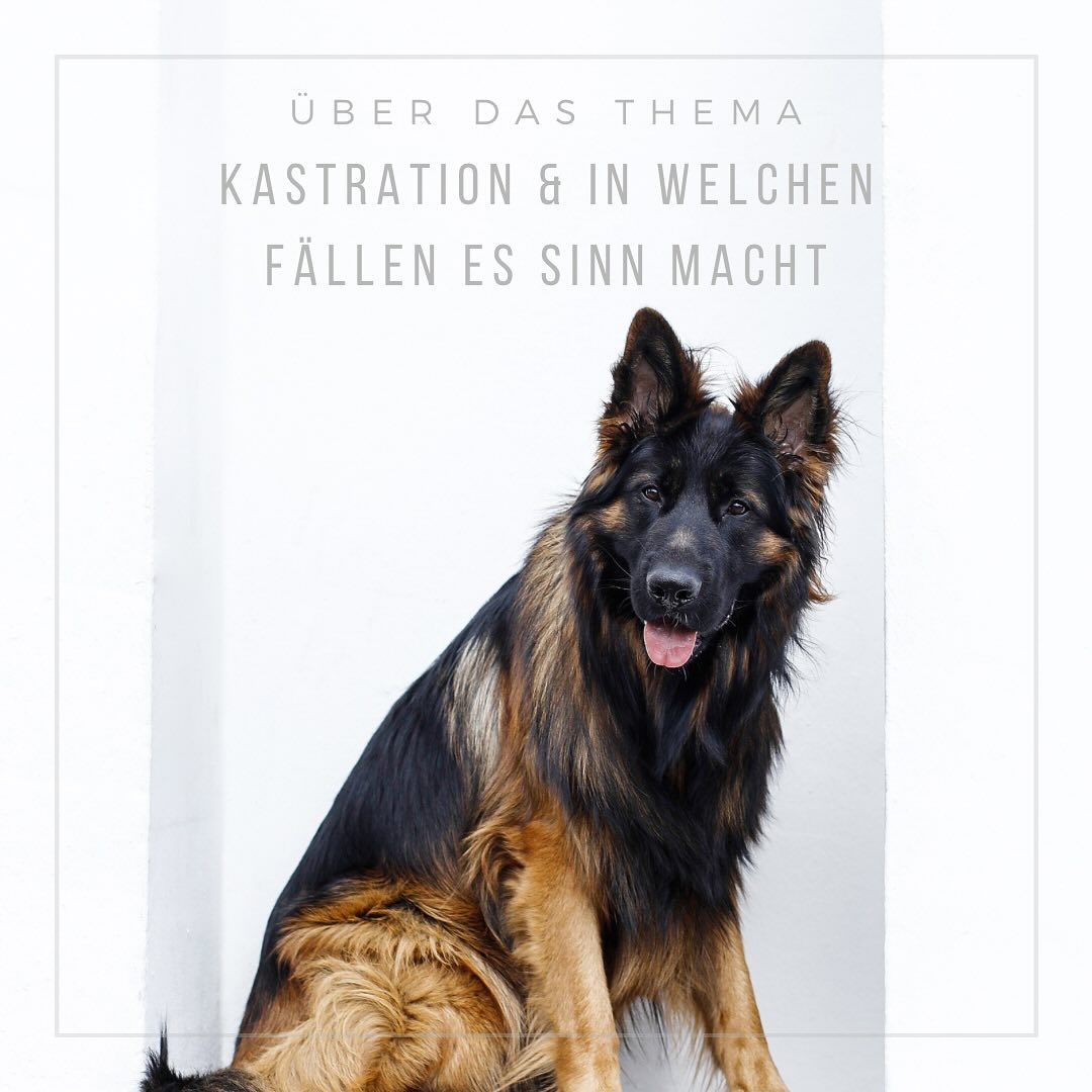 In welchen Fällen macht eine Kastration Sinn?
Wann ist sie von Vorteil?
•
Wer die letzten Beiträge zum Thema Kastration gelesen hat, hat bemerkt, dass wir den Thema recht kritisch gegenüber stehen.
Wann raten wir denn nun zur Kastration?
•
Leidet ein Hund an Hoden- oder Gebärmutter- bzw. Eierstockkrebs, hilft meist nur das Entfernen des betroffenen Organs; also eben die Kastration.
Bei der Hündin macht auch manchmal eine chronische Erkrankung der Gebärmutter, etwa wiederkehrende Gebärmutterentzündungen, die Hundekastration erforderlich. Denn so erspart man dem Tier immer wieder auftretende Schmerzen. Auch eine ständige Scheinträchtigkeit, die nicht gut für die Hündin ist, wird durch die Kastration beendet.
Beim unkastrierten Rüden treten Perianaltumore oder auch eine Periealhernie auf und auch diese sind durch eine Kastration behandelbar.
•
Abgesehen davon finden wir, dass die Vorteile die Nachteile der Hundekastration bei gesunden Hunden einfach nicht aufwiegen können. Gerade das stark erhöhte Risiko für viele Krebsarten und Kreuzbandrisse, Übergewicht etc. ist ein äußerst wichtiges Contra-Argument.
Liegt aber eine medizinische Notwendigkeit vor oder hat man im Falle von Verhaltensauffälligkeiten im Training alles versucht, kann man das aller letzte Mittel der Wahl- die Kastration- in Betracht ziehen.
Heutzutage haben wir Hundehalter den Luxus zunächst mit dem Hormonchip zu arbeiten, um zu schauen, ob die gewünschte Verbesserung eintritt.
Eine Kastration ist nämlich nicht rückgängig zu machen, der Chip läuft mit der Zeit aus.
•
Solltet ihr vor dieser Entscheidung stehen, zieht uns gerne zu Rat!
Wir nehmen uns bei unserer Kastrationsberatung viel Zeit und beleuchten das Thema ganz individuell am Beispiel eures eigenen Hundes und überlegen, ob Chip oder Kastration umgangen werden können und welche Möglichkeiten ihr dabei habt.
Wir freuen uns über jeden, der dieses Angebot wahrnimmt ☺️
•
Euer Stadtnasenteam🫶🏼