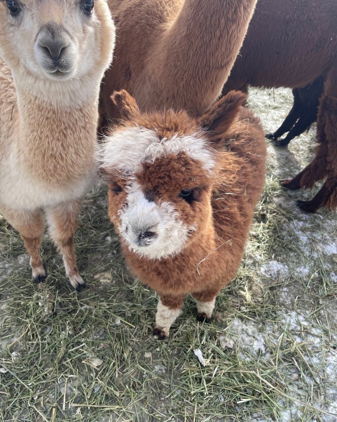 Junior ( right) and Apricot ( left) Apricot is only 1 month older than Junior, he is tiny and FLUFFY!! #alpacasofinstagram #buffalomn #miniaturealpaca