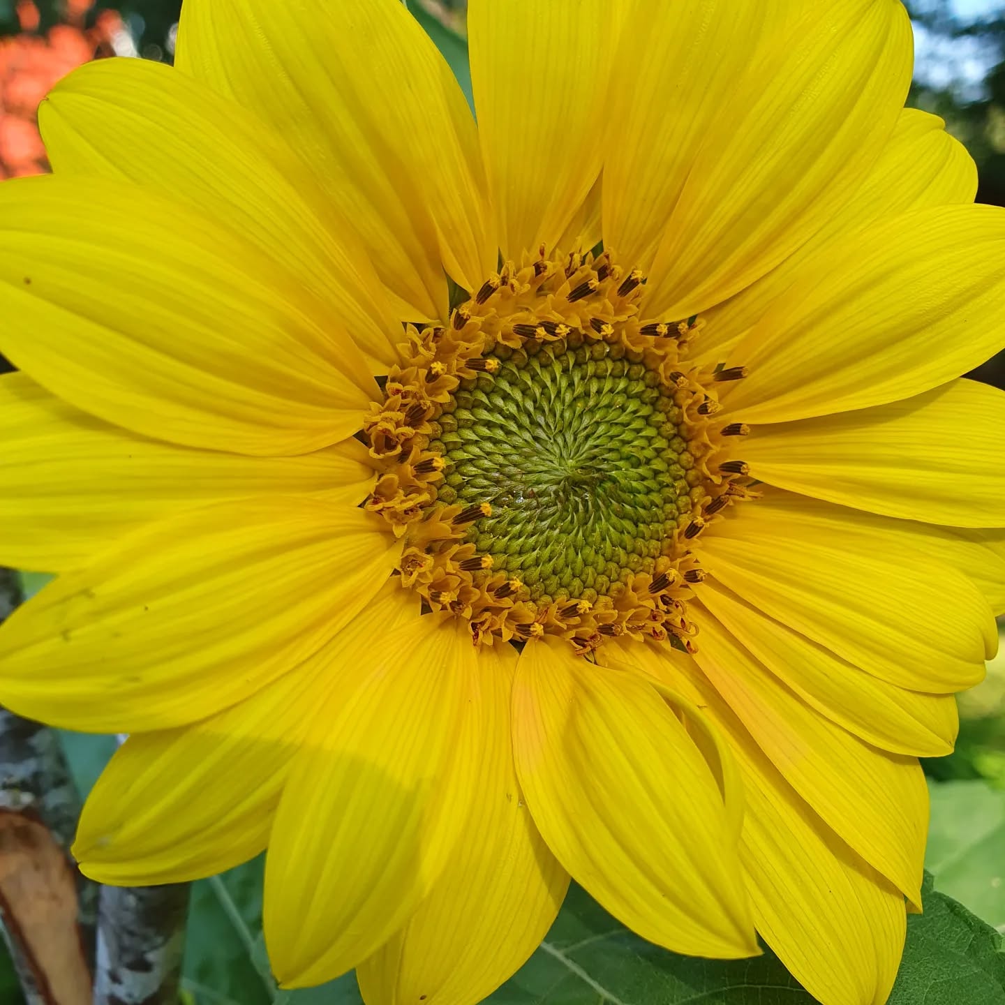 Skolan har börjat, så snälla sitt med ditt barn i 5 minuter och förklara för dem vikten av att vara en bra kompis. Att det inte spelar någon roll om man är väldigt lång, kort, knubbig, smal, svart eller vit eller pratar annorlunda.
Det är inget fel med att ha samma skor varje dag. Och att de saknar märke. Förklara för dem att en begagnad ryggsäck bär samma drömmar som en ny. 🙏
Lär dem att inte räkna bort någon för att de är "annorlunda" eller inte har samma möjligheter som andra. Förklara för dem att retas gör ont, att retas gör människor ledsna och kan sluta riktigt illa.
Ett hej i korridoren är enkelt men betyder så mycket.
UTBILDNINGEN BÖRJAR HEMMA...NU.
🏫 🚌 🎒 🍎 📚 📖 📙 🎒 ❤️💙
(Kopiera och klistra in för att få ett slut på mobbing och utanförskap)