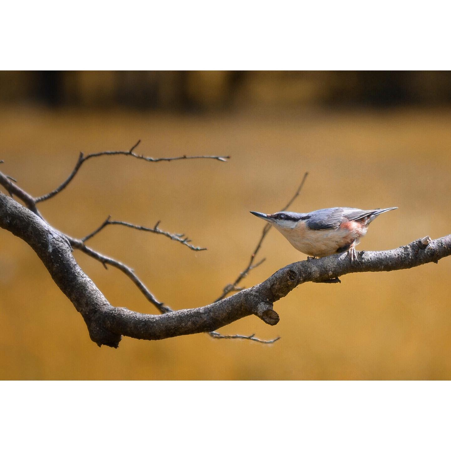 A female Red-breasted Nuthatch surrounded by some lovely Autumn colours 🍁