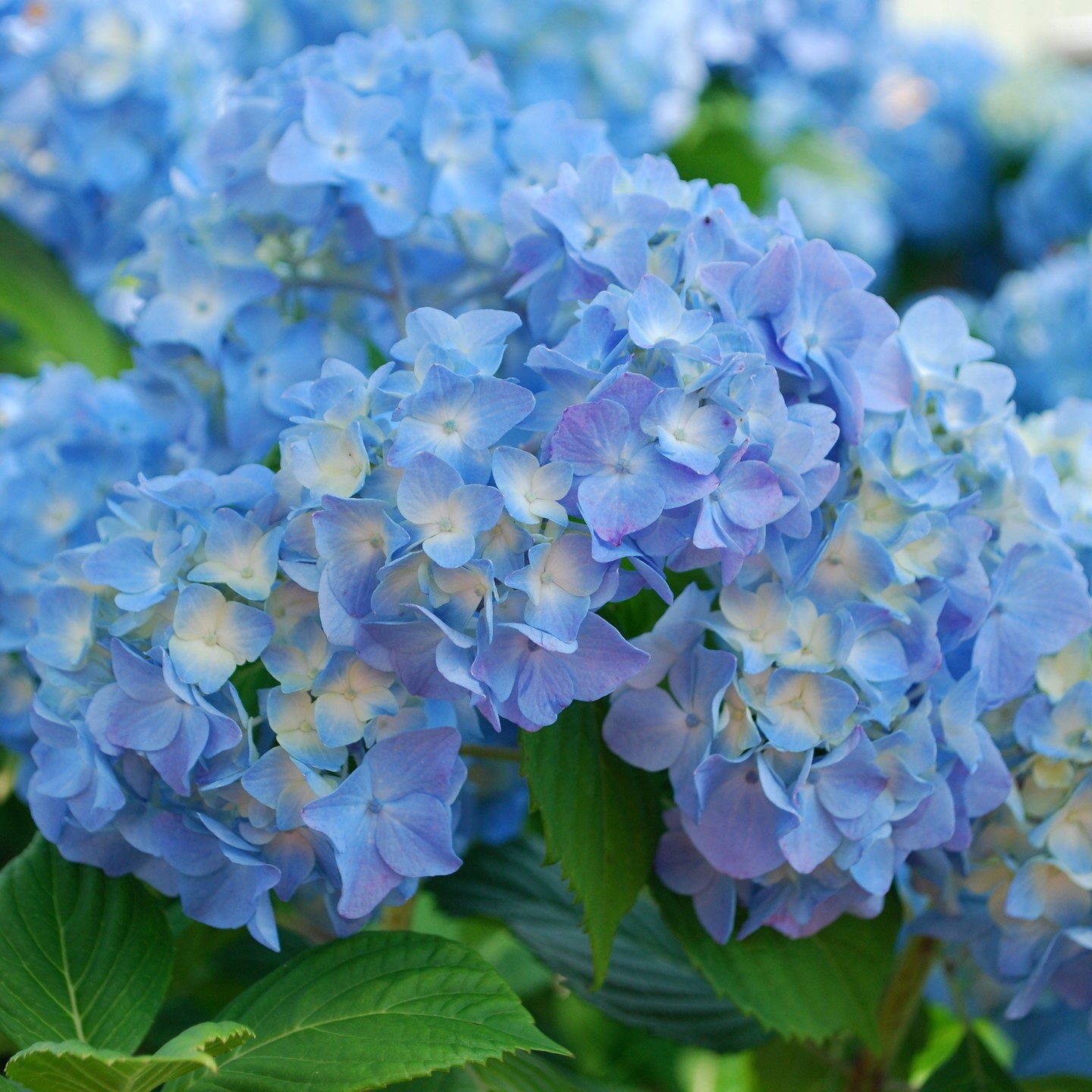 Which hydrangea variety has your favorite shade of blue? #earlyblue
#growhappiness #florist #grower #flowers #plants #greenhouse #locallygrown #horticulture #gardening #gardener #plantlover #plantgram #flowersofinsta #flowerlovers #livedecor #hydrangeas #beautifulhydranges #midnightsalsa #sandysummer #hydrangeagrower #brestenburg