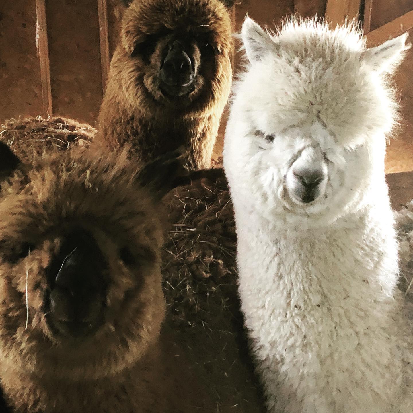 Last summer’s babies are ready for their first haircut! #alpacasofinstagram #alpaca