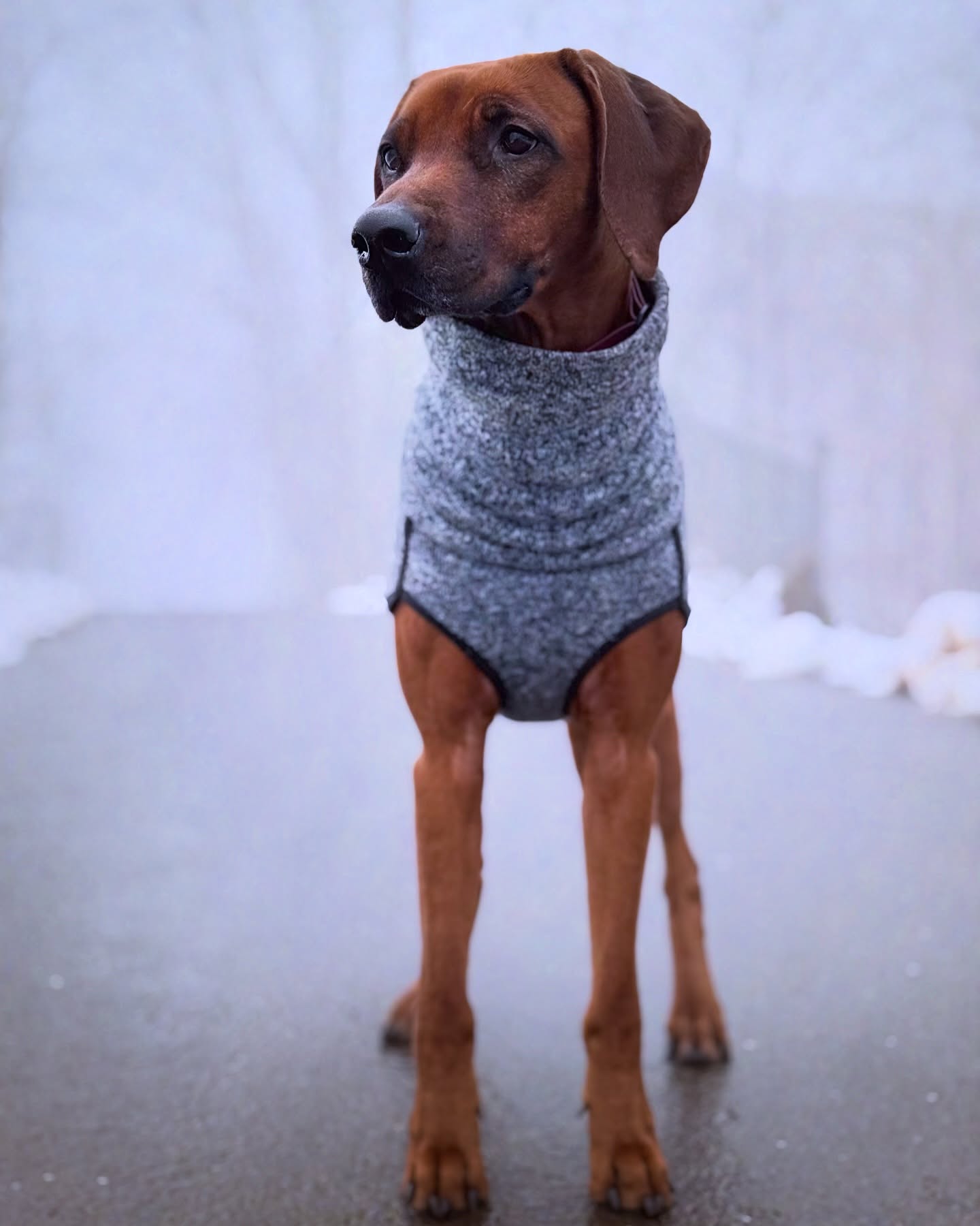 Morgens bei Kälte, Regen oder Schnee schaltet Ivy auf Kurzprogramm: Minimum an Schritten, Maximum an Würde. Mit liebevollen Überzeugungskünsten lässt sie sich dann doch zu einer kleinen Runde überreden 🤭- gezwungen wird hier niemand, schon gar nicht die Queen 💕
.
.
#rhodesianridgeback #ridgebacksofinstagram #hundeliebe #dogsofinsta #prettydog