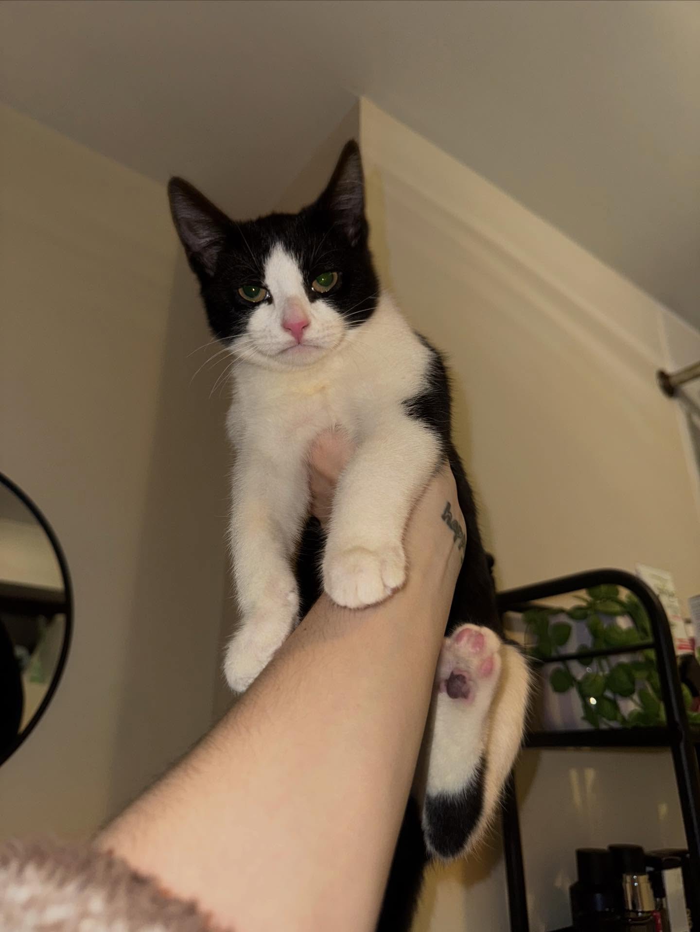 Welcome the lovely Loki. He unfortunately had to be surrendered by his owner but he’s in safe hands with us and will hopefully be in his forever home in no time🥰