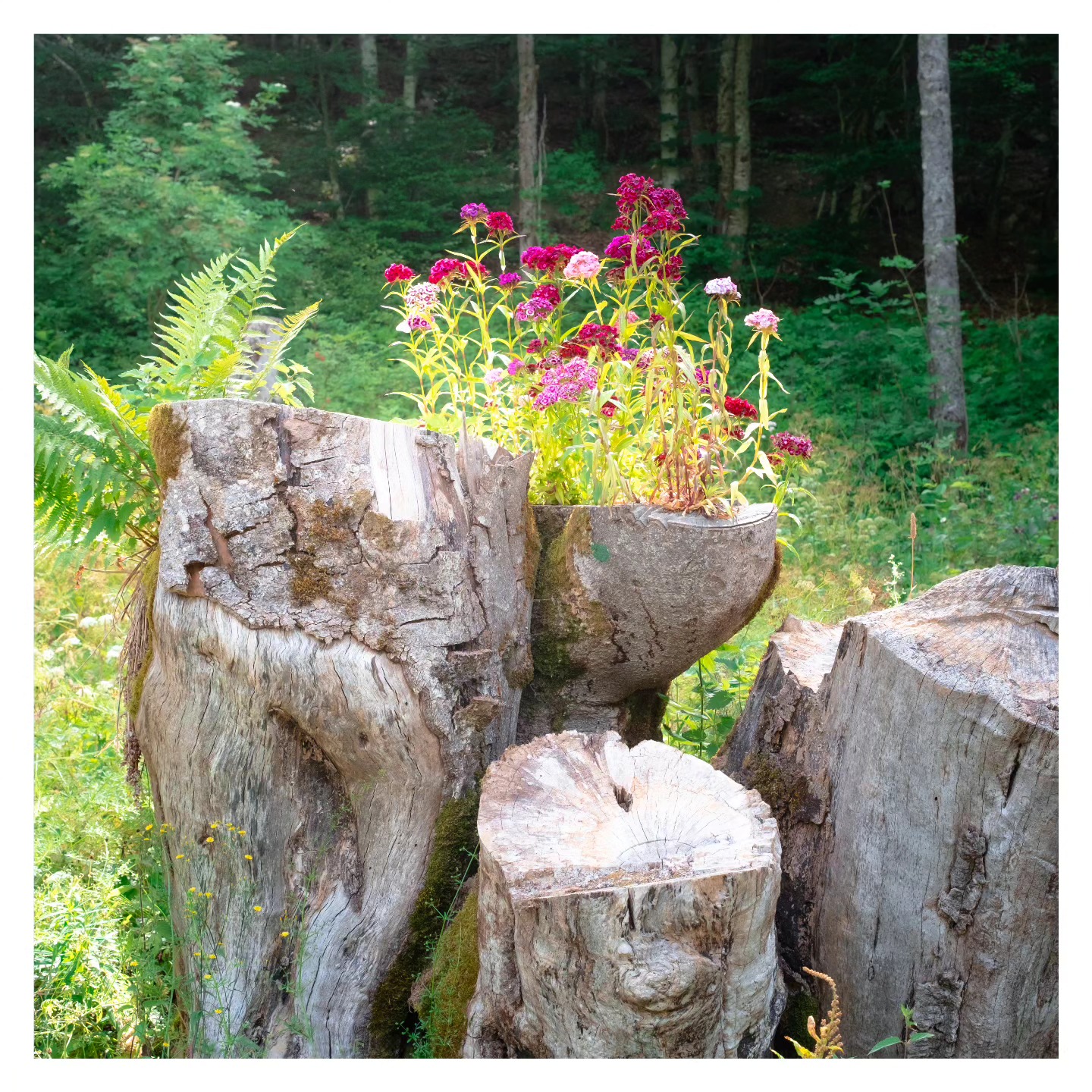 Nous aussi on pimp nos souches 🧚🌸
@pimpmysouche 🥦