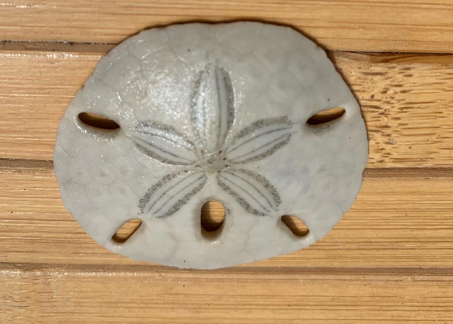 My lucky day! Found a sand dollar on my walk today.
🙏🏻🌞🙏🏻
#grateful #giftfromthesea #giftfrommotherearth