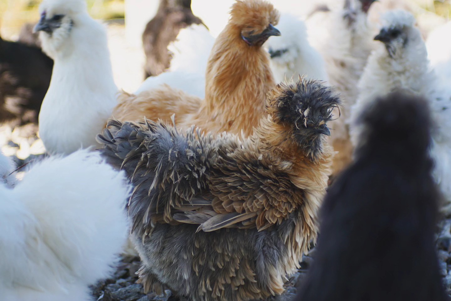 Struppseidenhühner Frizzle - demnächst auf meiner Homepage. ✨
_________________________________
Verfügbar: Bruteier 🥚, Küken 🐥
www.broholmer-zucht.com
Instagram & TikTok @huehnerwelt_rauch
Facebook @rauchs_huehnerwelt
_________________________________
Liebe Grüße und alles Gute
Euer Gabriel von Rauchs Hühnerwelt
#seidenhuhn #seidenhühner #silkiechicken #silkiechickens #seidenhuhnküken #happyküken #ostern #happyhühnergarten #locken #rooster #silkiefrizzle #lockenkopf #frizzle #hühnerwelt #hühnerei #frizzlechickens #küken #frizzlechicken #nature #zahmehühner #farming #chickenfarming #lavenderaraucana #natürlicheeierfarben #frizzlerooster #hühnerzucht #hatchingeggs #gahmong #nichtgefärbt #hühnerweltrauch