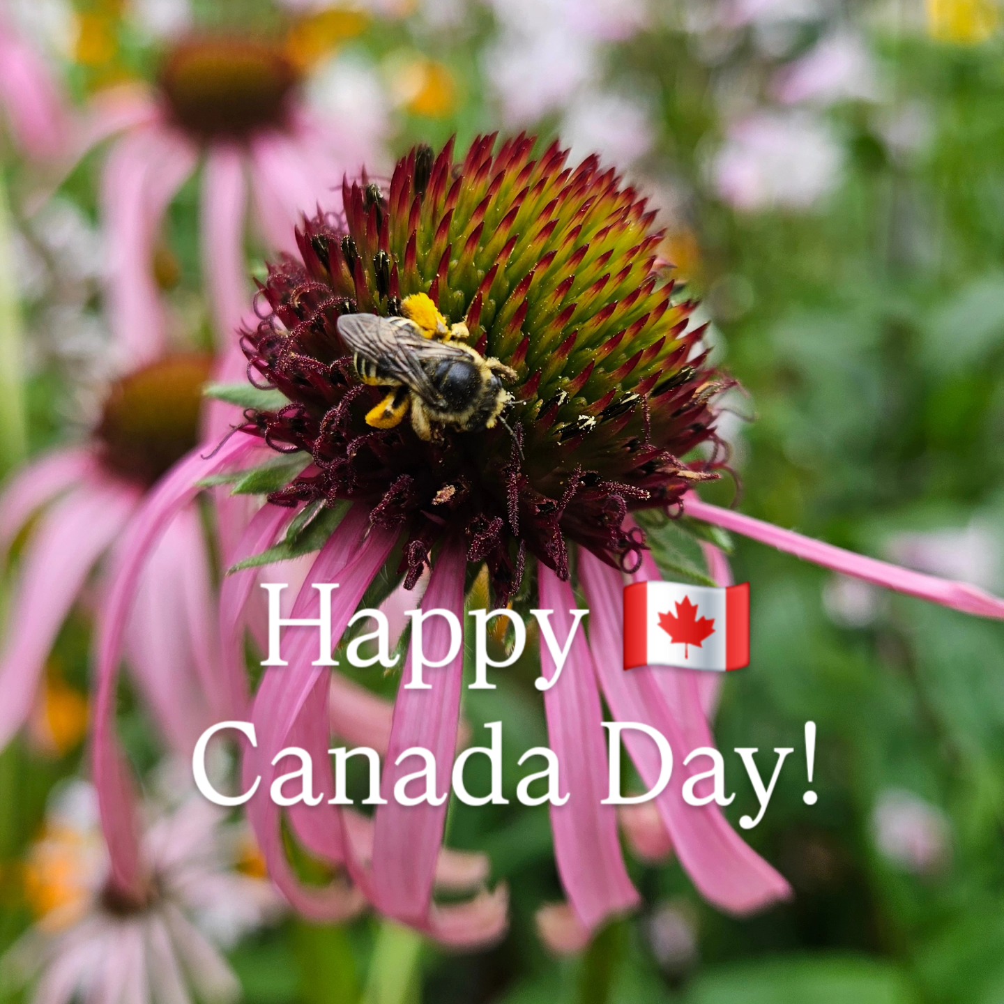 🇨🇦 🍁
#canadaday #canadalife #canadianhoney #ontariohoney #pollinators🐝 #pollinatorgarden