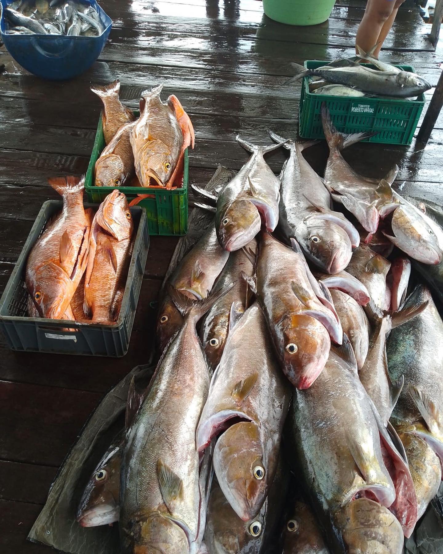 Pesca artesanal hermosa del pacifico colombiano 🇨🇴🐟🐠🎣
#catchoftheday #pacificocean #campachi #amberjack #fishmonger #pescaresponsable #pescasostenible #calidad #fresh #fish #medregal #fortuno #pezlimon #snapper #pargo
