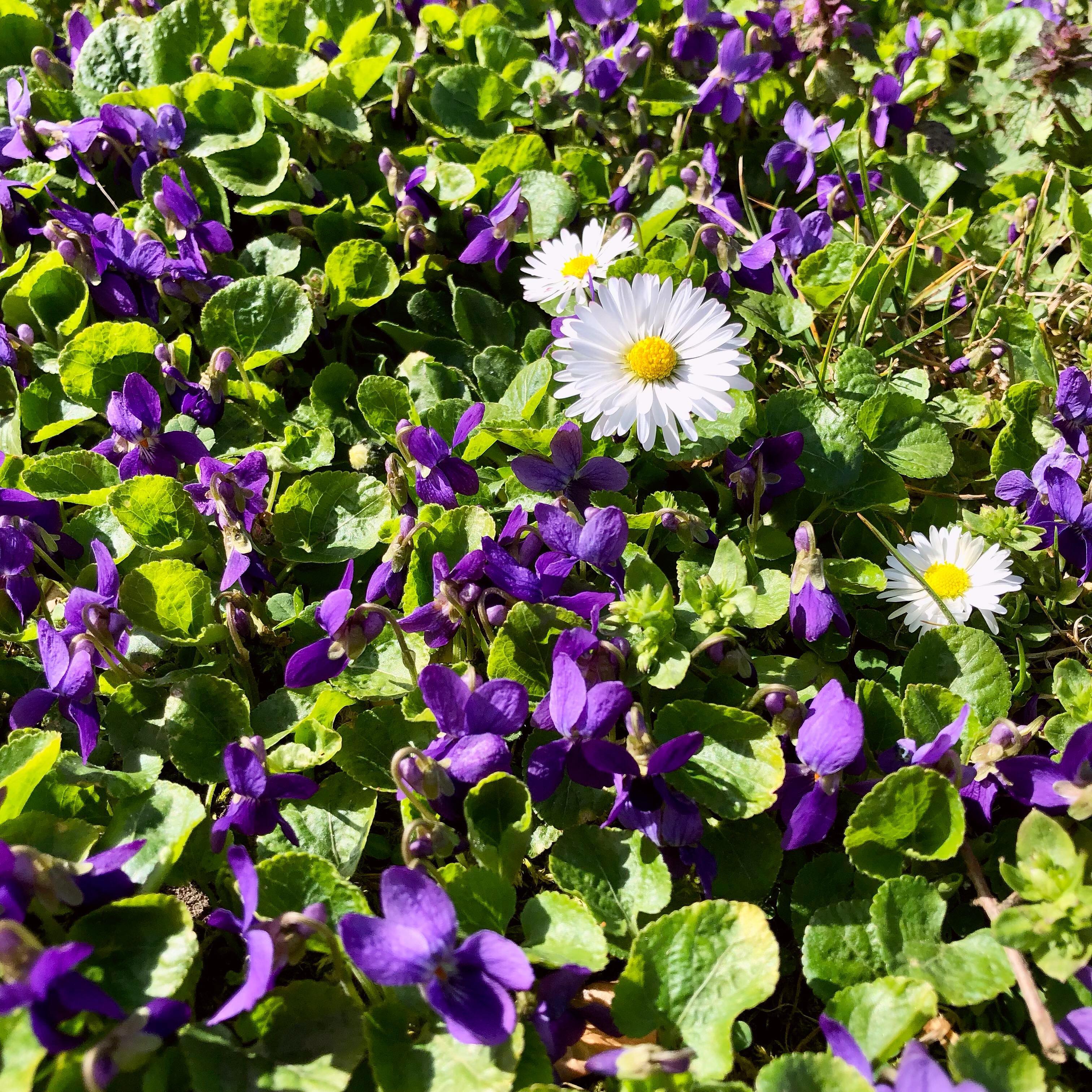 Ich möchte unsere Lieblingsfotos von meinem „alten“ Account nach und nach hierher umziehen lassen, damit nicht alles mitgelöscht wird. Dieses Foto ist zwar nicht aus diesem Jahr, aber trotzdem gerade sehr aktuell. Und wenn ihr den Duft riechen könntet… 😍😍
.
.
#süßerduft #frühling #frühlinglässtseinblauesband #ilovespring #veilchen #veilchenduft #veilchenundgänseblümchen #gänseblümchen #violets #sweetscent #daisies🌼 #violetsanddaisies #iloveviolets #frühlingsduft #wiedasduftet #beautifulspringtime🌷 #beautifulflowers #frühlingserwachen #cutelittleflowers #veilchenliebe