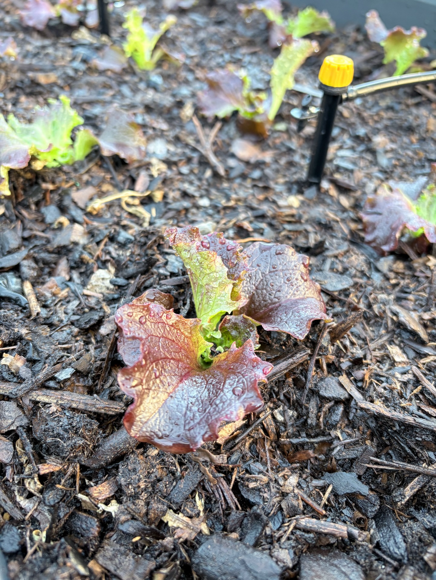 🌤️ En fin d’après-midi, un petit rayon de soleil m’a donné envie d’aller jardiner dans la serre.
🌱 J’y ai mis mes premières salades, bien à l’abri du vent. Par ici, février est souvent le mois le plus froid, alors sous la serre, elles seront mieux.
Pour moi, la saison commence comme ça, doucement, et je mesure la chance d’avoir cet espace.
🐦 J’en ai aussi profité pour remettre en état la mangeoire des oiseaux et y déposer des graines. Elle était en pause depuis quelques mois, le temps de recevoir la pièce nécessaire. J’espère revoir vite les petits visiteurs.
🤍 Pour la suite, je ne sais pas encore si je ferai mes semis cette année ou si j’irai chez ma petite productrice de plants bio. On verra bien, au rythme de la saison.
#potager
#serrejardin
#vivreaufilssaisons
#jardinerautrement
#gestessimples