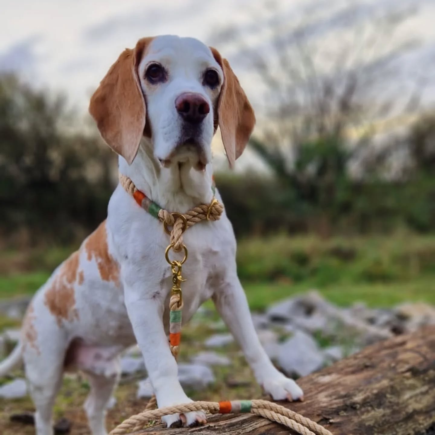 🎉 Hallo ihr Lieben! Habt ihr eure Vorsätze für 2025 schon in Angriff genommen? 🐾
Bei WUNSCH LEINEN wird fleißig geplant, kreiert und umgesetzt – und wir haben Großartiges für euch vorbereitet! 💡✨
Freut euch auf neue Designs , limitierte Kollektionen und vielleicht die eine oder andere Überraschung. 🎁
Wir arbeiten daran, eure Wünsche für einzigartige und individuelle Hundeleinen sowie passendes Zubehör noch besser zu erfüllen. 🐕💖
Bleibt dran – in den nächsten Tagen lüften wir das Geheimnis um unsere Highlights 2025!
💬 Was wollt ihr dieses Jahr Neues ausprobieren? Ob mit eurem Hund, bei der Arbeit oder im Alltag – erzählt uns davon!
#neuejahrneueziele #wunschleinen2025 #hundezubehörliebe #handmadeforyourdog #tauleinenliebe #neuesortiment #hundeleben #hundetraining #redmerleaussie #aussieliebe #hundeleinenhandarbeit #nachhaltigkeit #hundundhalter #meinliebling