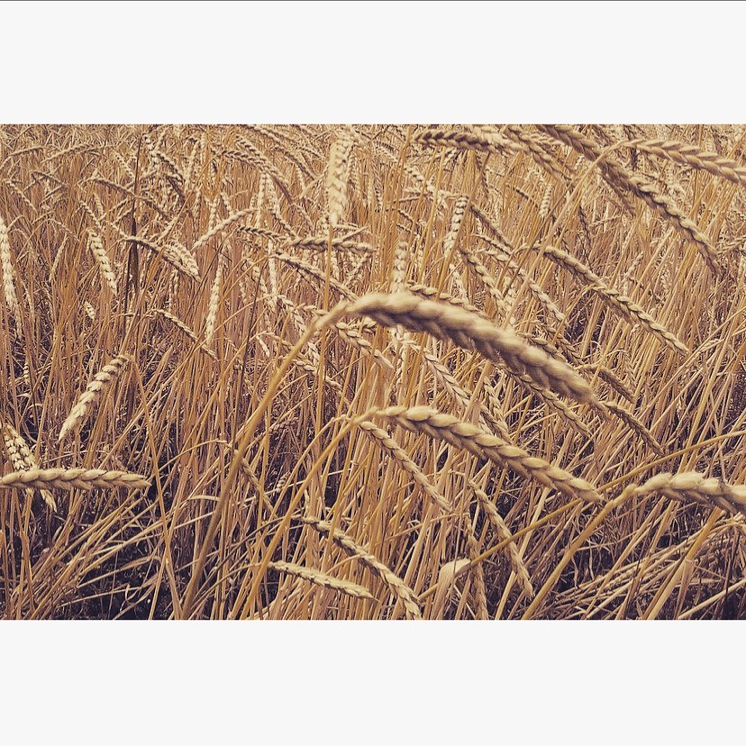 dinkel - ein wahres geschenk der natur. er umhüllt mit wohliger wärme und duftet zart nach stroh.