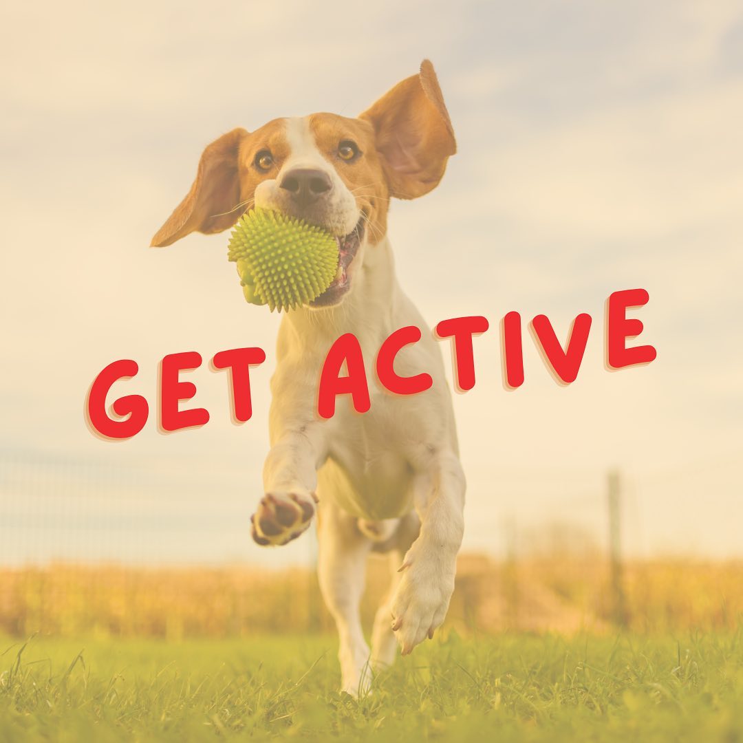Kicking off #NationalPetWeek with four ways to celebrate with your furry friend! 🐾
1️⃣ Get active! Keeping your pet active is not only great for their physical health but also an excellent way for you to bond. Go for a walk or play fetch! What’s your favorite way to stay active?