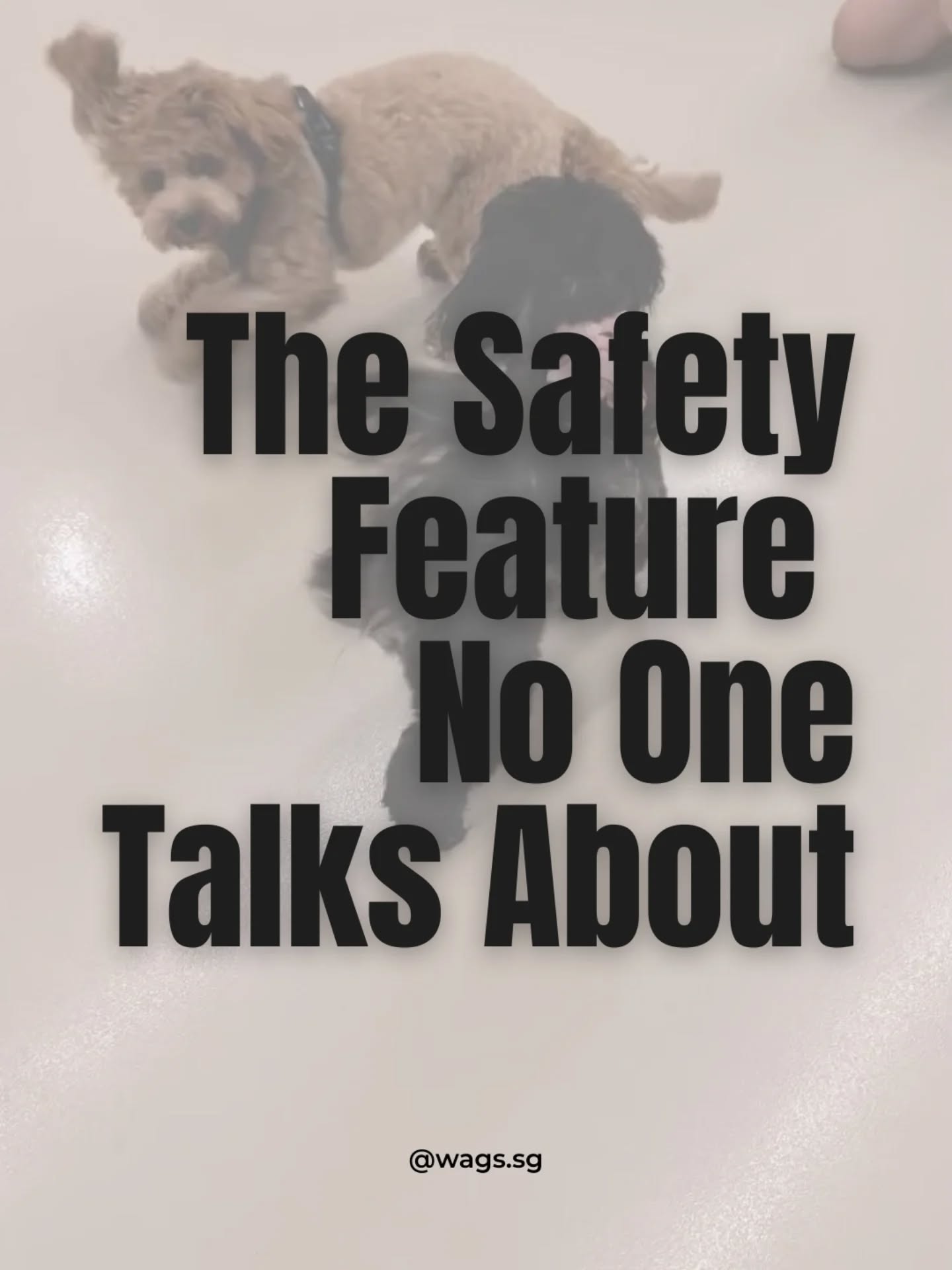 Letโs be real: most people don't look at a floor and think "Safety Feature". But at Wags, we do. ๐ค
We invested in a specialized, non-slip flooring system because weโve seen too many "Tokyo Drift" moments on regular flooring. Our floors are:
๐ซ ๐๐ป๐๐ถ-๐ฆ๐น๐ถ๐ฝ: No more sliding into walls or straining joints.
๐งผ ๐ฆ๐ฒ๐ฎ๐บ๐น๐ฒ๐๐: No grout lines for gross bacteria to live in.
๐ง ๐ช๐ฎ๐๐ฒ๐ฟ๐ฝ๐ฟ๐ผ๐ผ๐ณ: We deep-clean every corner, every single day.
Itโs all part of our Calmness Firstโข mission. Safer play, cleaner environment, happier dogs. โจ
#CalmnessFirst #DogSafety #AntiSlip #MedicalGrade #DogsOfSingapore