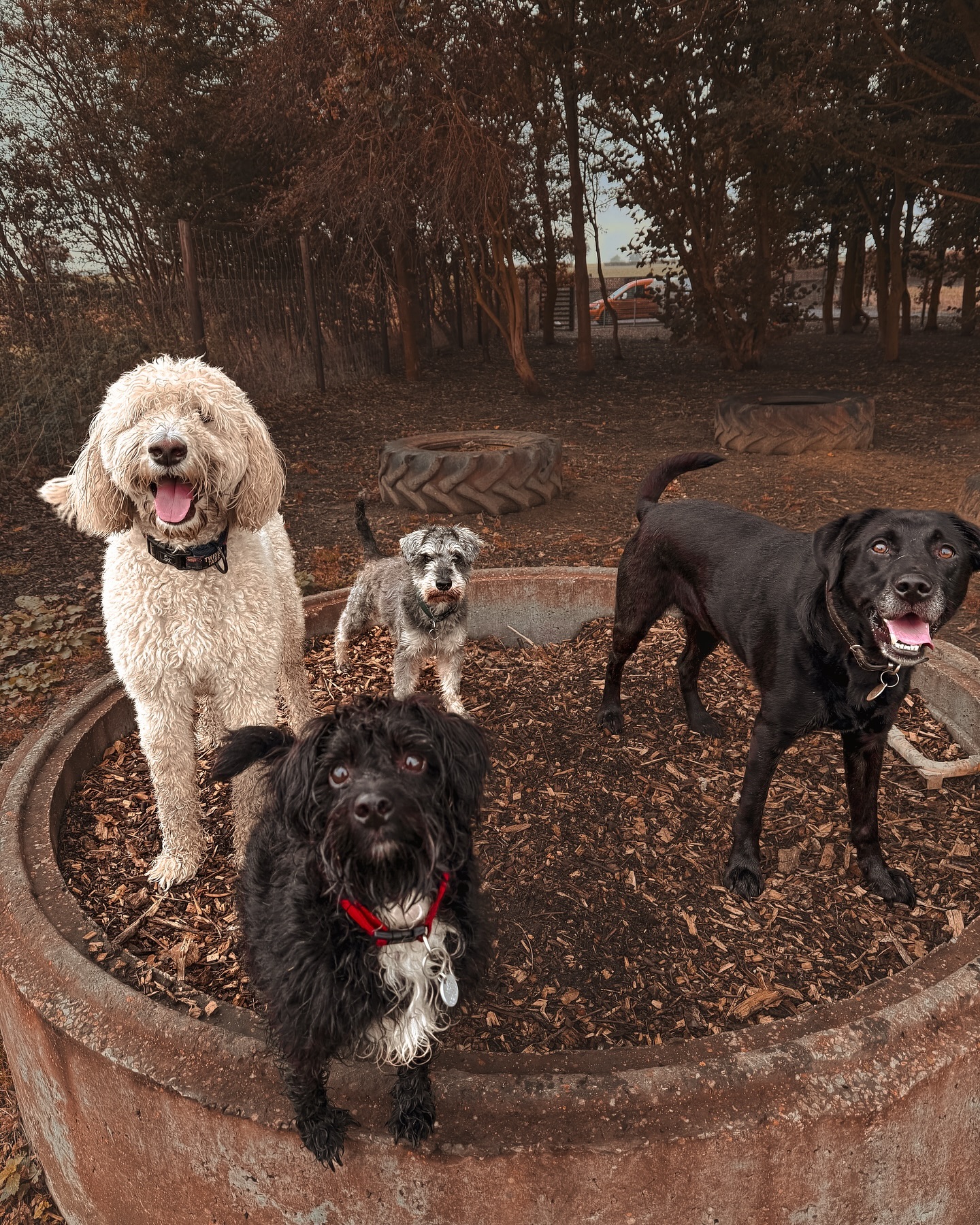 Treats please 🐽.
.
.
.
.
#dog_features #dogsofinstaworld #dogs_of_instagram #dogoftheday #dogsofinstagram #dogstagram #doglover #dog #dogs #doggy #doggo #doge #doggies #doggie #cute #dogwalker #dogwalking #norwichdogwalker #dogwalkernorwich #norwich #norfolk #dogpark #schnauzer #poodle #labrador #jackapoo