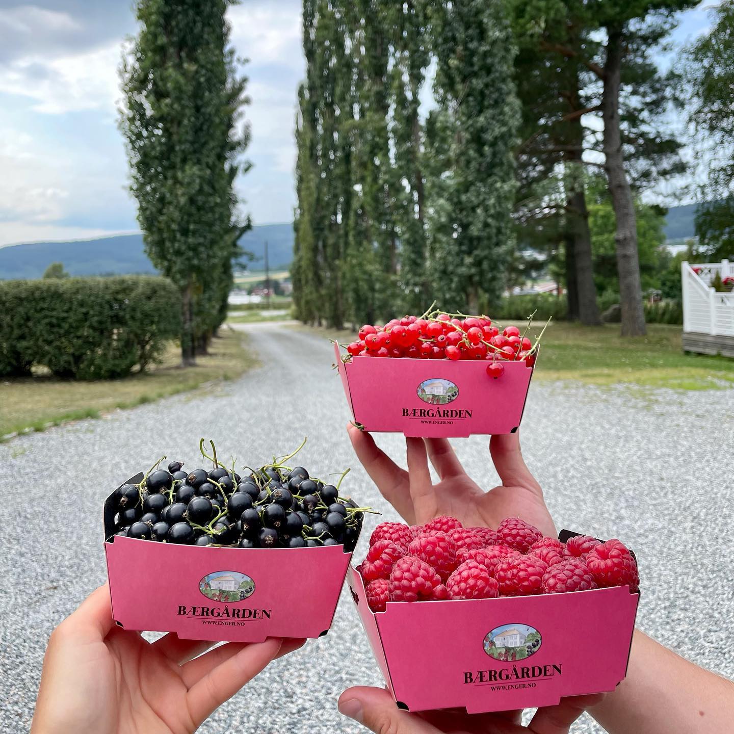 Solbær, rips og bringebær 🤩
Ring 917 96 096 for bestilling! Kr 500,- per kasse (3,6 kg)