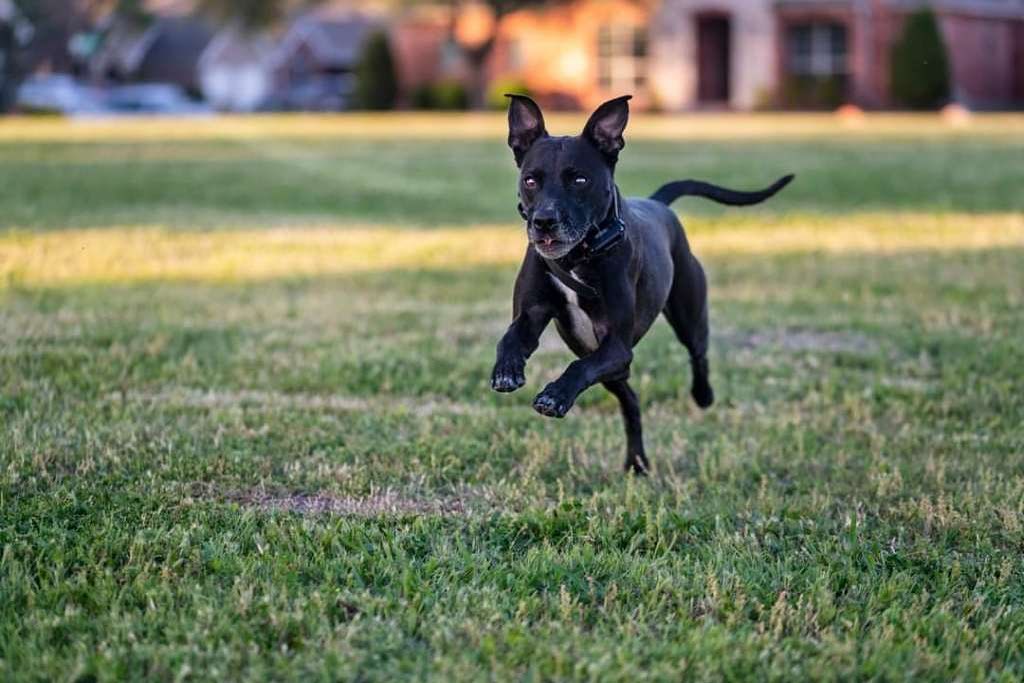 Bindi’s strategy: rolling your tongue like a hotdog increases focus and speed. 😋
#dogtraining #dogtrainer #obedience #obediencetraining #mutt #muttsofinstagram #mixedbreeddog #texaslife #texasdogtrainer #garlandtx