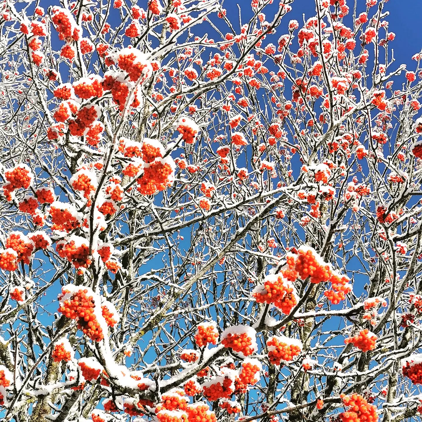 C'est l'hiver avec ses paysages givrés, la beauté de la montagne est encore au rendez vous !
#wintervibes #beautyofnature #simplelife #paysagesdhiver #montagneardechoise #Lanarce #auclairdelasource