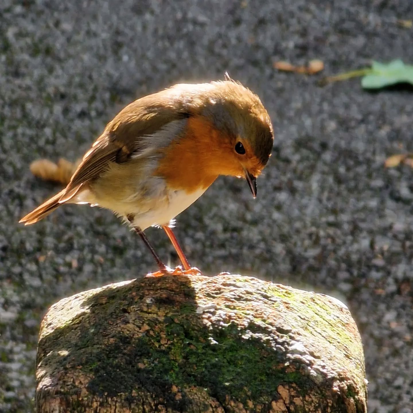 "Come, let us bow down in worship" (Psalm 95:6 NIV) #gardenbirds #birdwatching #ukbirds #birdies #ukbirdwatching #nature #wildlife #Robin #birdspotting #scripture #psalms #bibleverse