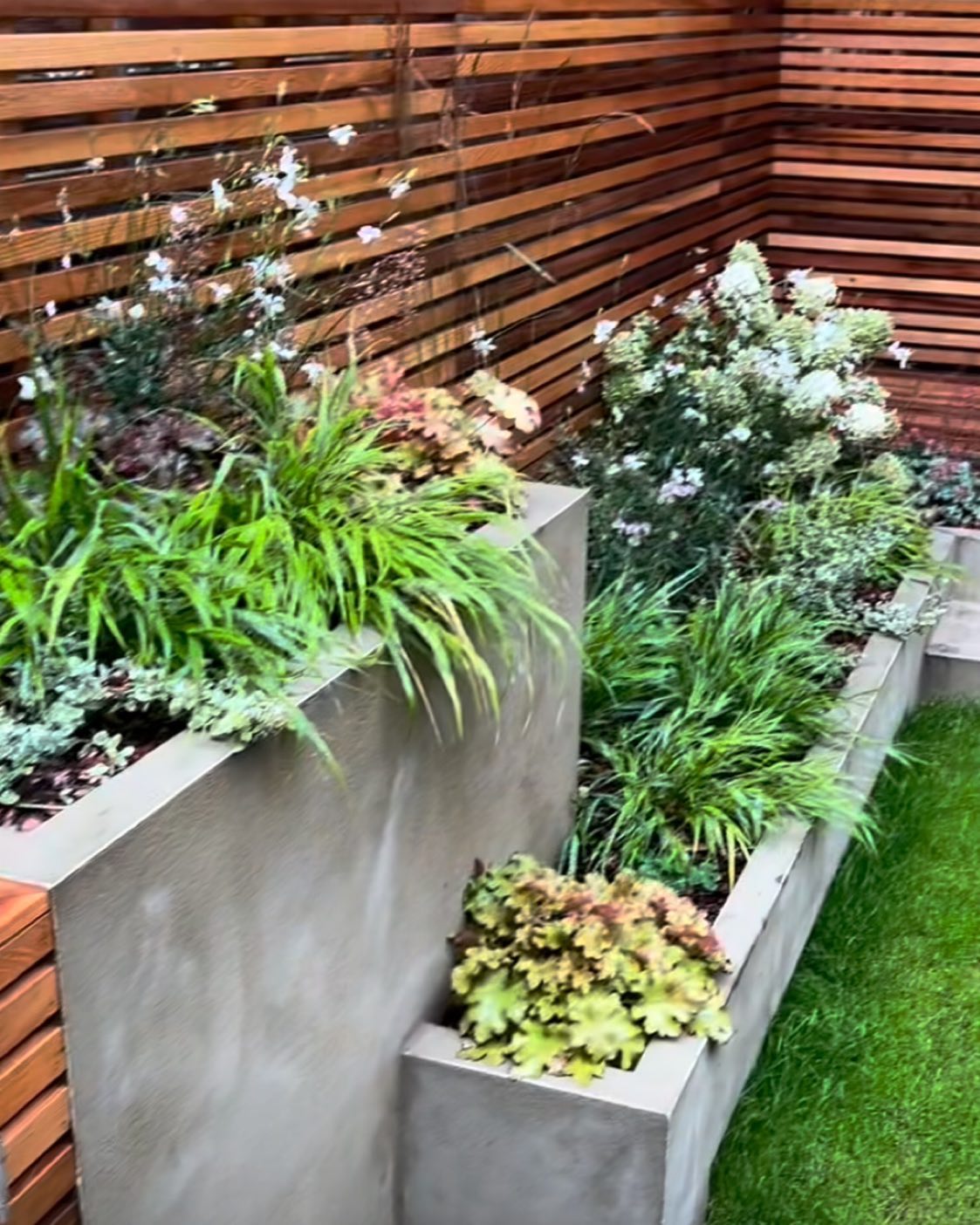 Happy trio of heucheras , grasses and hydrangeas working in harmony to provide colour, texture and interest to this simple low maintenance planting scheme #heucheras #hackonechloamacra #hydrangeas #stunningplantcombinations #gardencolourwithoutflowers
