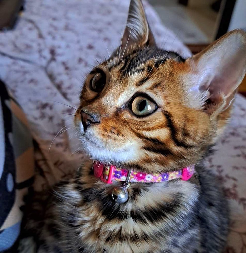 😍Sans mot❤️#leranchdubengal #beaute#chaton#magnifique#bengal#catoftheday#cute#beauty#eyes#brownspottedbengal#amazing#passionchat#jadore#poupoune#sweet#chatondamour#princesse#bella#elevage#elevageethique#onenprendsoin#nosbebe