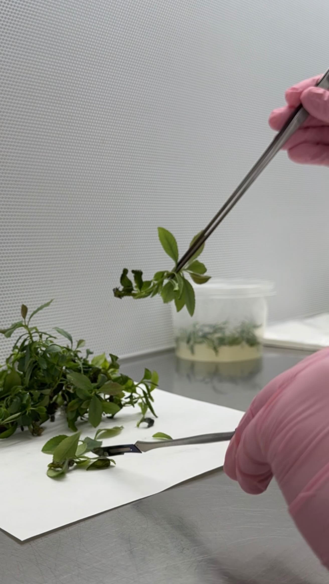 RO: Micropropagare in vitro pentru plante ornamentale, unde uniformitatea, sănătatea și controlul nu sunt opționale, ci standard.
EN: In vitro micropropagation for ornamental plants, where uniformity, plant health and control
are not optional, they are standard.
#ornamentalplants #tissueculture #micropropagare #biotechnology #micropropagation