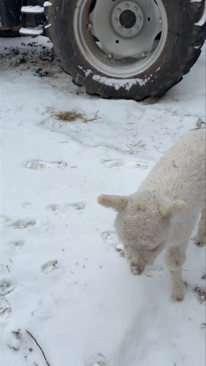 Snow and more snow make farm work so much harder! But this little guy is curious about all this snow and looks like he likes it.