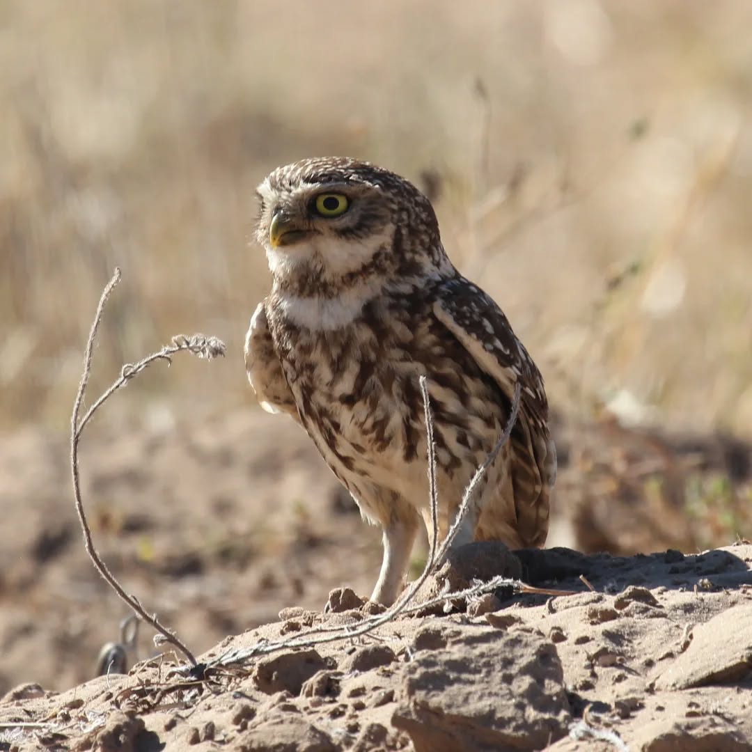 A little owl.
#islandwildlife #kefaloniawildlife #kefaloniabirding #guidedwildlifewalks #littleowl