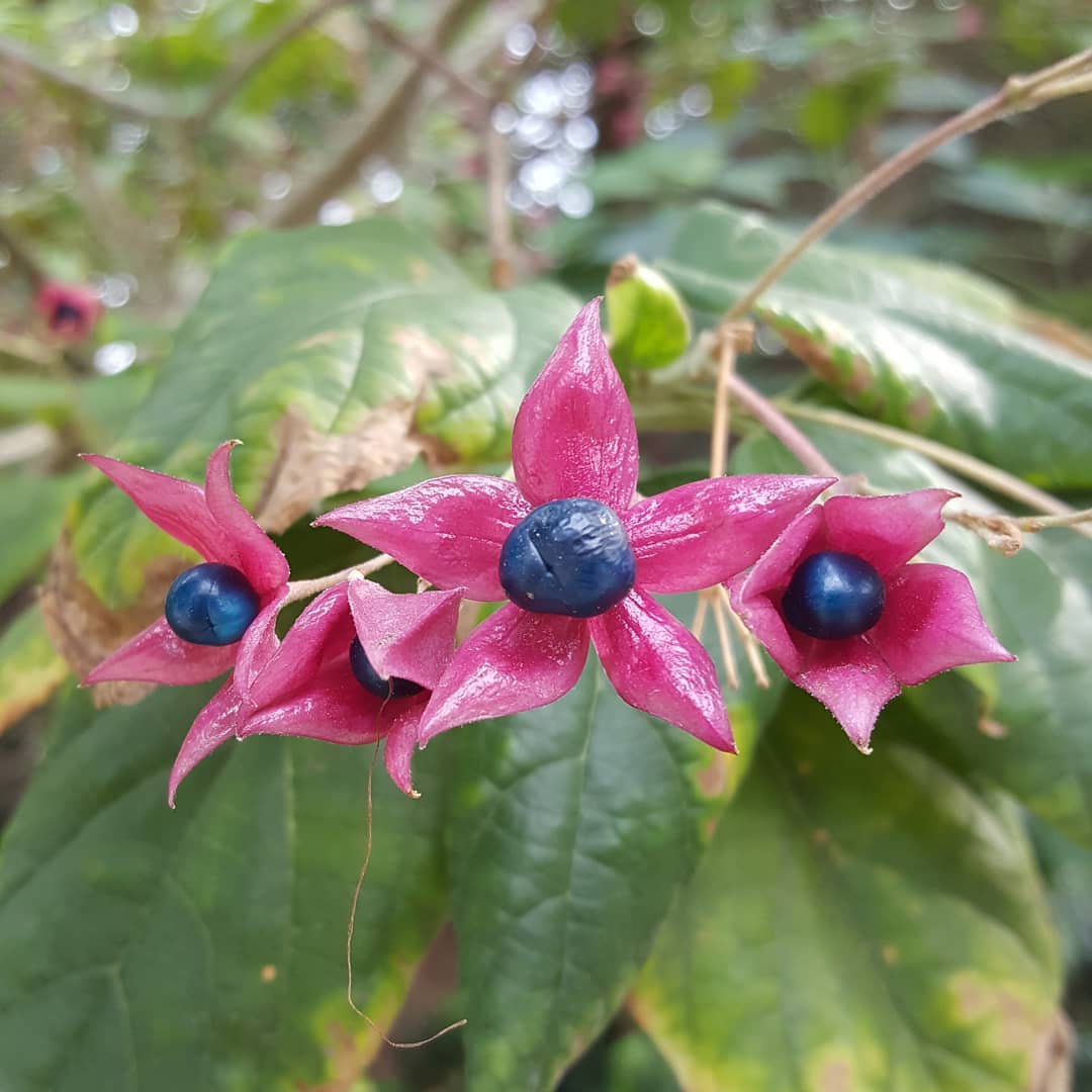 The #blue comes through. An exercise in patience. Now the celebration before the work continues. #ready for it.
.
.
.
#mentalhealth #therapy #awareness #stress #trauma #ptsd #anxiety #depression #mind #body #spirit #somaticexperiencing #health #recovery #gratitude #mindfulness #action #nostigma #free #hope #help #open #connection #trust #peace #awareness #reveal #nature #healing