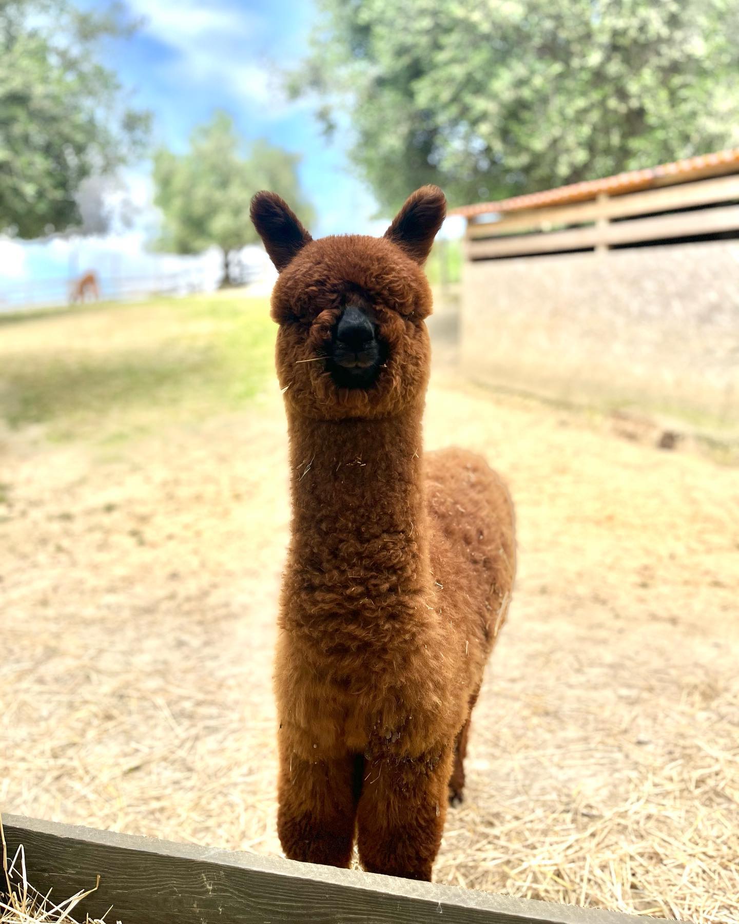 Ullalla prima della tosa…🥹
#alpaca #natura #marche #italia #allevamento #passeggiate #crueltyfree
#lana