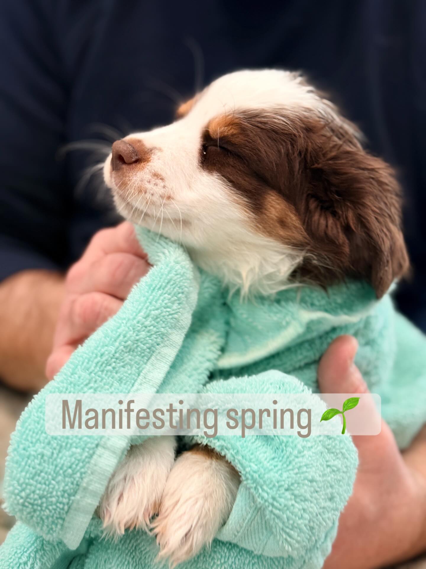 If you believe it, you can achieve it..right 🤔 😜😂😂😜. A girl can dream.
(Sweet Dani -Nan x Tiny pup) 🐶
..
#miniaussiepuppy #miniaussielove #redtriaussiepuppy #dogmomlife🐾