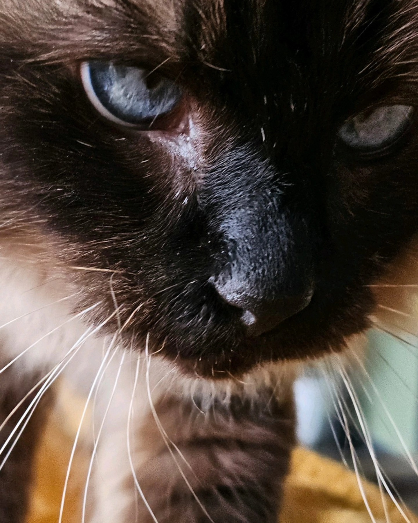 When you want world domination but can’t do it alone… so you follow your human everywhere. #closeup #catlife #mrjones #eyes #furrbaby #catsofinstagram